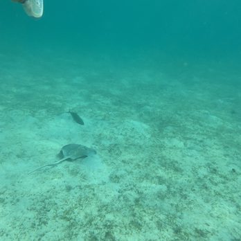 Brewers Bay Beach - Sea Creatures everywhere - Beaches Near Me - St Thomas, Virgin Islands