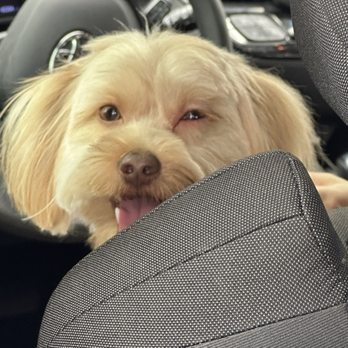 Ruby Clippers Pet Grooming - Pet Groomers Near Me - Oakland Park, Florida