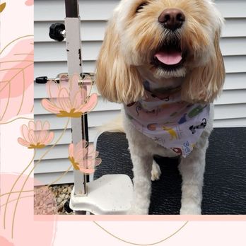 Karma Dog Grooming - Pet Groomers Near Me Karma Dog Grooming - Pet Groomers Near Me