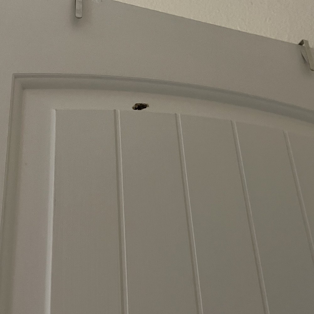 Hillside Ranch - Ricochet through a door - Apartments Near Me - San Marcos, Texas