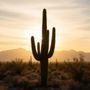 Photo of Saguaro injury Law