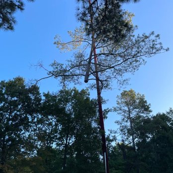 North Raleigh Tree Service - Tree in flight - Tree Services Near Me North Raleigh Tree Service - Tree in flight - Tree Services Near Me