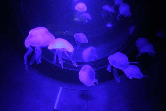 SEA LIFE Konstanz by null