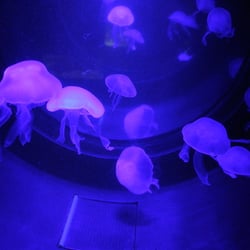 Sea Life - Der Tanz der Quallen