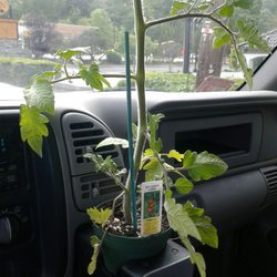 Plant Store Company - My purchase