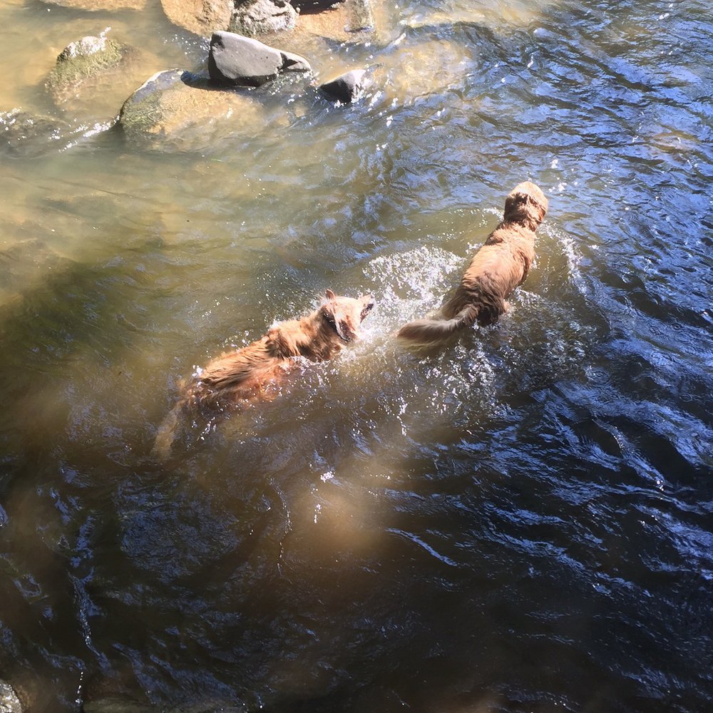 Gunpowder Falls State Park - Swim time - Parks Near Me - Bradshaw, Maryland Gunpowder Falls State Park - Swim time - Parks Near Me - Bradshaw, Maryland