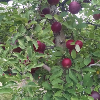 Terhune Orchards - Fruits & Veggies Near Me - Princeton, New Jersey Terhune Orchards - Fruits & Veggies Near Me - Princeton, New Jersey