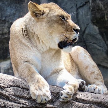 Cameron Park Zoo - Female lion - Zoos Near Me - Waco, Texas Cameron Park Zoo - Female lion - Zoos Near Me - Waco, Texas