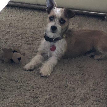 Milo Foundation - Bee at home - Pet Adoption Near Me - Point Richmond, California