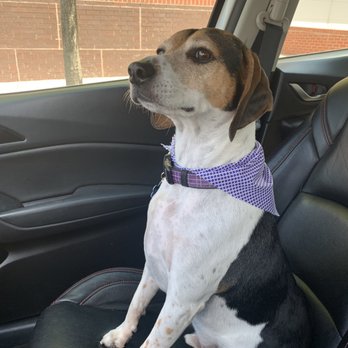 Urban Dogg - Washington Park - Pet Groomers Near Me - Denver, Colorado Urban Dogg - Washington Park - Pet Groomers Near Me - Denver, Colorado