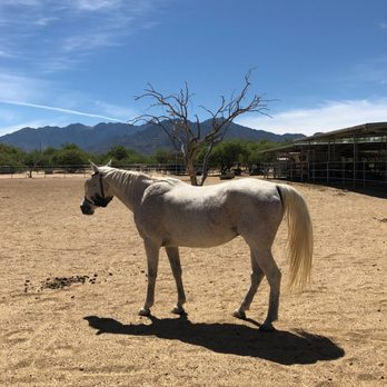 Equine Voices - Pet Adoption Near Me - Amado, Arizona