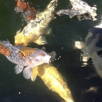 Sandy Acres Koi Farm - Local Fish Stores Near Me - Dunnellon, Florida Sandy Acres Koi Farm - Local Fish Stores Near Me - Dunnellon, Florida