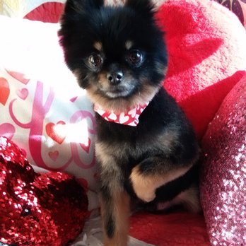 Mama Jean's Pets Services - Bear all ready for Valentine's Day - Pet Groomers Near Me - Odessa, Missouri Mama Jean's Pets Services - Bear all ready for Valentine's Day - Pet Groomers Near Me - Odessa, Missouri