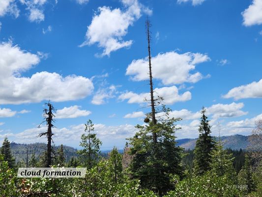 Mariposa Grove by null