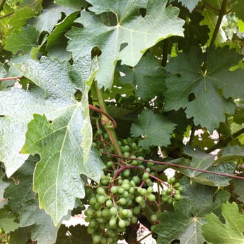 Domaine Degher - Wine Tasting Room Near Me - Paso Robles, California