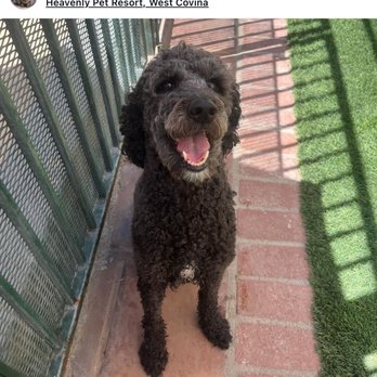 Heavenly Pet Resort - This is Lilly - Pet Training Near Me - West Covina, California