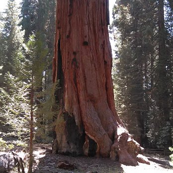 Grant Grove - Grant Grove (B) - Hiking Near Me - Badger, California Grant Grove - Grant Grove (B) - Hiking Near Me - Badger, California