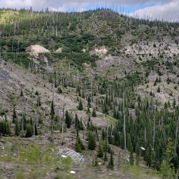 Mt St Helens - The dead trees from the Volcano's heat are still standing! - Climbing Near Me