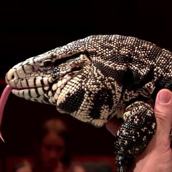 Snake Encounters - Party & Event Planning Near Me Snake Encounters - Party & Event Planning Near Me