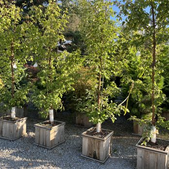 12 Corners Nursery - Nurseries & Gardening Near Me - Gallatin, Tennessee 12 Corners Nursery - Nurseries & Gardening Near Me - Gallatin, Tennessee