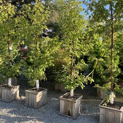 12 Corners Nursery