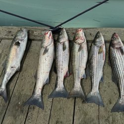 Tomahawk Charters