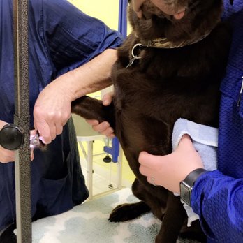 Muddy Buddy - They were amazing with helping us give him a pedicure! - Pet Groomers Near Me - Virginia Beach, Virginia Muddy Buddy - They were amazing with helping us give him a pedicure! - Pet Groomers Near Me - Virginia Beach, Virginia