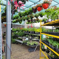 Strader's Garden Center - More lovely plants