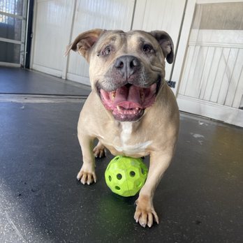 PSS Pet Hotel - Upland - Pet Boarding Near Me - Upland, California PSS Pet Hotel - Upland - Pet Boarding Near Me - Upland, California