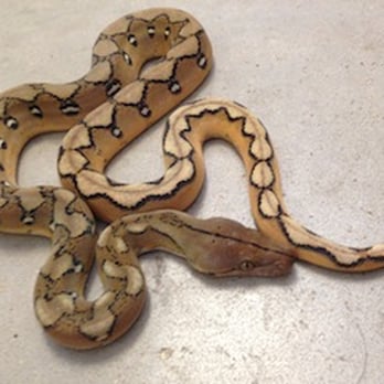 Pets-A-Plenty - Reptile Shops Near Me - Hockley, Texas Pets-A-Plenty - Reptile Shops Near Me - Hockley, Texas