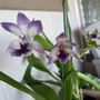 Photo of Aiea Orchid Club Annual Show