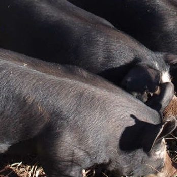 Four Points Farm - Happy pigs! - Farms Near Me - Stillwater, Oklahoma Four Points Farm - Happy pigs! - Farms Near Me - Stillwater, Oklahoma