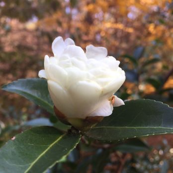 Crowder County Park - A lovely flower at Crowder Park - Parks Near Me - Apex, North Carolina