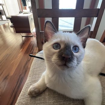 Permes Cattery - Siamese kitten rare cinnamon point and chocolate point - Pet Breeders Near Me