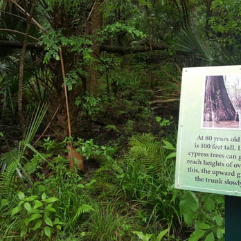Big Tree Park - Some history - Parks Near Me - Longwood, Florida