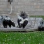 Photo of Bearded Dog Wildlife Management