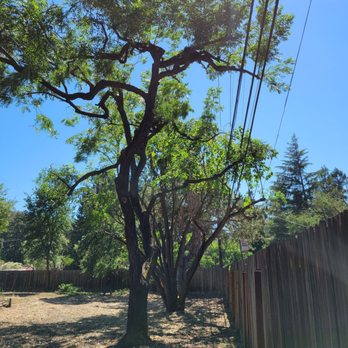 Skyline Tree Experts - Tree Services Near Me - Campbell, California Skyline Tree Experts - Tree Services Near Me - Campbell, California