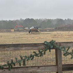Outside Inn Campground - Cows!