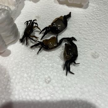 Arizona Aquatic Gardens - Three dead panda crabs. - Nurseries & Gardening Near Me