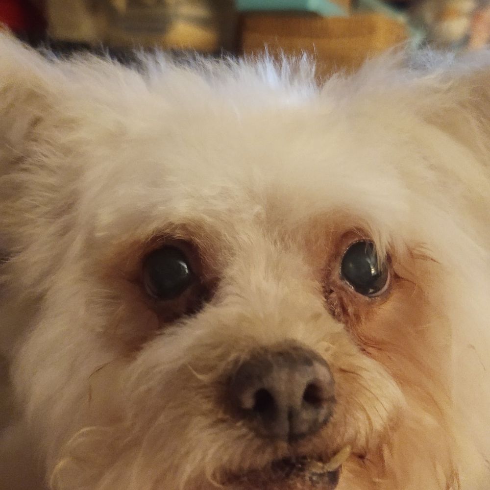 Daneen's In Home Grooming - Pet Groomers Near Me