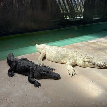 Gatorland - Zoos Near Me - Orlando, Florida Gatorland - Zoos Near Me - Orlando, Florida