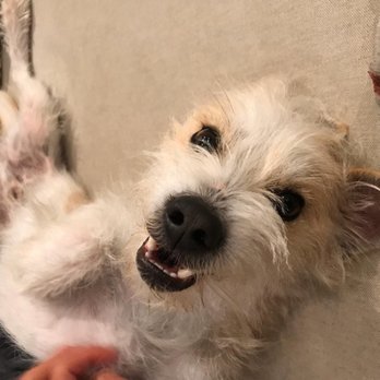 The Animal Pad - Look at that smile - Pet Adoption Near Me The Animal Pad - Look at that smile - Pet Adoption Near Me