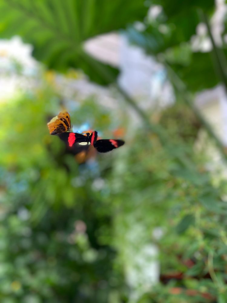 The Key West Butterfly & Nature Conservatory