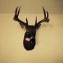 Photo of Tom's Wildlife Art & Taxidermy