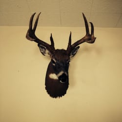 Tom's Wildlife Art & Taxidermy - Tom did an awesome job onmy buck, very fast and reasonably priced. Nice job!