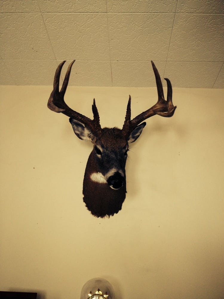 Tom's Wildlife Art & Taxidermy - taxidermy in Plainfield, IL