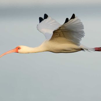 Key Vista Nature Park - Ibis - Parks Near Me - Holiday, Florida Key Vista Nature Park - Ibis - Parks Near Me - Holiday, Florida