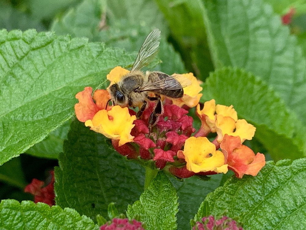 RAINBOW GARDENS 160 Photos & 62 Reviews Nurseries & Gardening