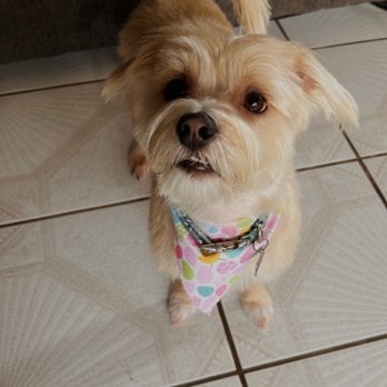 Savvy Mobile Grooming - Pet Groomers Near Me Savvy Mobile Grooming - Pet Groomers Near Me