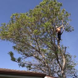 Stott's Tree Service